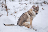 Fototapeta Sawanna - Pies w zimowej scenerii