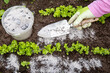 © FotoHelin - Gardener hand sprinkling wood burn ash from small garden shovel between lettuce herbs for non-toxic organic insect repellent on salad in vegetable garden, dehydrating insects.