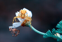 Macro Of Yellow Crab Spider (Misumena Vatia) On Petal Daisy Flower