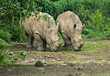 © Sony Herdiana - Rhinoceros, endangered and protected animal in Ujung Kulon, Indonesia.