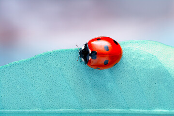 Extreme macro shots, Beautiful ladybug on flower leaf defocused background.