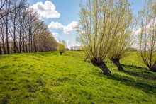 Willow Trees On The Slope Of A Dutch Dike In The Spring Season. The Branches Sprout With Soft Green Leaves. The Photo Was Taken In The Province Of North Brabant On A Sunny Day.