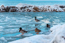 Beautiful Shot Of Ducks Standing On Ice Break On Lake Balaton In Hungary