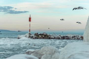 Sticker - Beautiful shot of the Lake Balaton in Hungary during the winter with flying birds