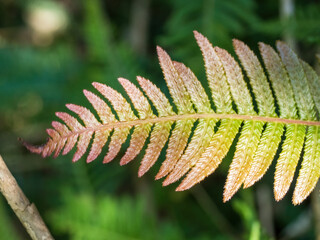 Pukupuku Rasp Fern (Blechnum parrisiae) at Waitakere Ranges, New Zealand