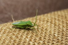 Selective Focus Shot Of A Green Stink Bug (chinavia Halaris)