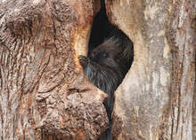A Baby Porcupine Sitting In A Tree In The Summer Forest In Canada
