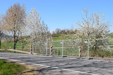 Canvas Print - Kirschblütenallee im Frühling