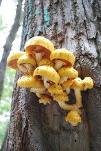 Yellow Mushrooms Grow On A Tree Tree Photomacro Photography