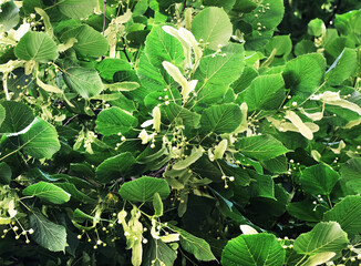 Blooming lime tree in summer, floral background