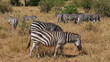 Weidende Zebras in der Serengeti
