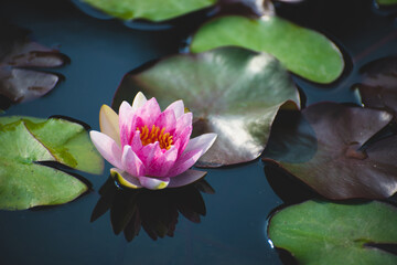 Wall Mural - pink lotus flower blossom or water lily blooming in pond with sunlight in garden outdoor nature.