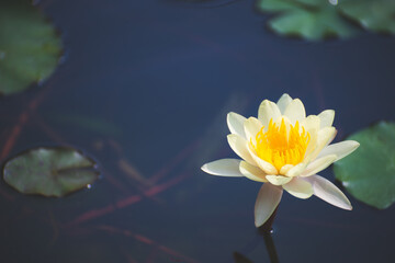 Wall Mural - yellow lotus flower blossom or water lily blooming in pond with sunlight in garden outdoor nature.