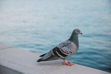 Side View Of A Beautiful Pigeon On A Stone Pole With The Sea In The Background