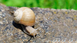 Fototapeta Na sufit - big snail crawling on the stone, spring day in the garden.