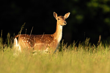 Wall Mural - fallow deer hind looking on grassland in summer sunlight