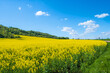 canvas print picture - Flowering rapeseed field by a lush hill in the countryside