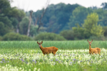 Couple of roe deer walking on blooming meadow in summer