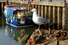 Seagull On Harbour At Whitby
