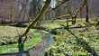 Frühlingserwachen im Wald - Kamerafahrt