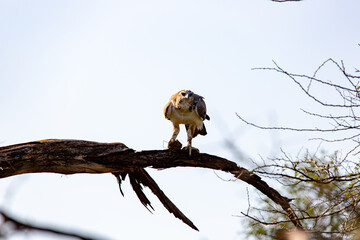 eagle on tree