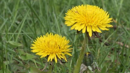 Wall Mural - spring young yellow dandelions on a green meadow