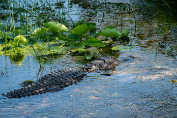 Wall Mural - American alligator basking in marsh at Orlando wetlands in Christmas Florida near Cape Canaveral.