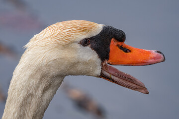 Wall Mural - adult muted swan gets a close up on a sunny day in the park