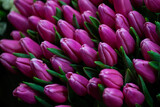 Fototapeta Tulipany - Purple tulips close-up. Abstract background. Flower background, garden flowers. Valentine’s card. 8 March flowers card