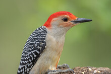 Red Bellied Woodpecker Gets A Close Up While Eating Seed