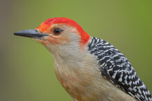 Red Bellied Woodpecker Gets A Close Up While Eating Seed