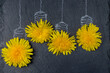 spring dandelions looking like light bulbs isolated on black stone texture