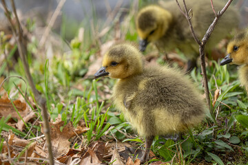 Wall Mural - Canadian gosling close up as it walks near mother on a sunny day near the lake