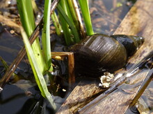 Lymnaea Stagnalis, The Great Pond Snail In The Water In Sunlight.