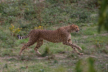 Canvas Print - Guépard