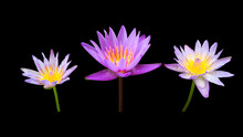 Isolated Small Potted Waterlily Or Lotus Plants, Leaves, Flowers.