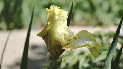 Wall Mural - Yellow flower irises with drops in a flower bed in a garden.