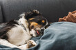 Sick border collie dog with runny nose