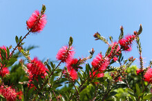 Red Callistemon Viminalis Flowers Against Blue Sky