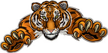 Beautiful Face Portrait Of Tiger. Striped Fur Coat. Tiger Jump. Tattoo