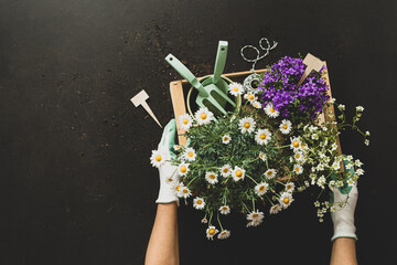 Wall Mural - Gardening tools and pot flowers on black background in the gardener’s hands.