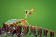 Mantisflies  extreme close up , macro photogtaphy