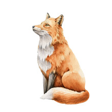 Fox Animal Watercolor Illustration. Wild Cute Red Fox Sitting. Wildlife Furry Animal With Red Fur And Black Paws. Side View Forest Animal. Isolated On White Background. Adorable Mammal Element