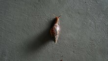 Speed Shot Of Snail Climbing On Cement Wall In Selective Focus .	