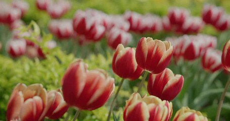 Sticker - Red and yellow tulip flower garden park