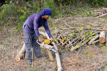 Wall Mural - Lumberjack with chainsaw worker cutting tamarind tree trunk. Chainsaw cutting the branch.