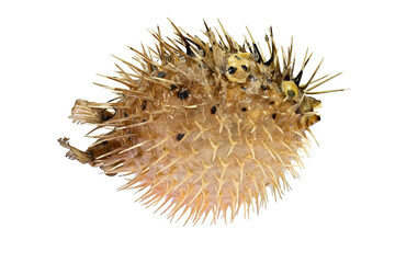 A Stuffed Sea Urchin Fish, Second Name, Ball Fish, Diodon (Latin Name), Side View. Cut On White Background