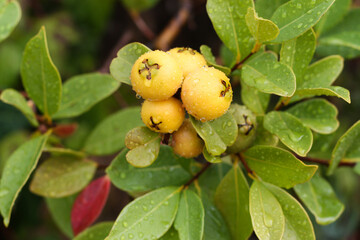 Yellow cattley guava, Psidium cattleyanum