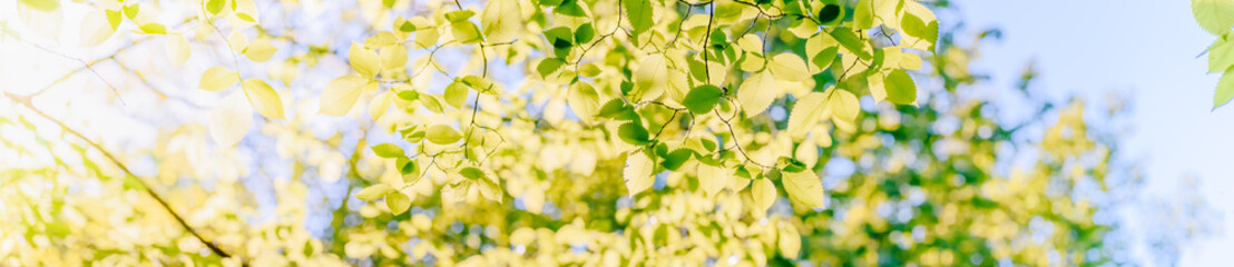 Wall Mural - Beautiful panoramic spring scenery with green leaves and bokeh background