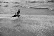 raven flying over the water surface on the beach
